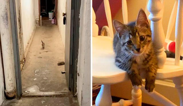 Un gato apareció en la puerta de mantenimiento de un edificio y fue hallado por una joven, quien lo llevó a su casa para cuidarlo. Foto: ABOYNAMEDPATTY/ Facebook