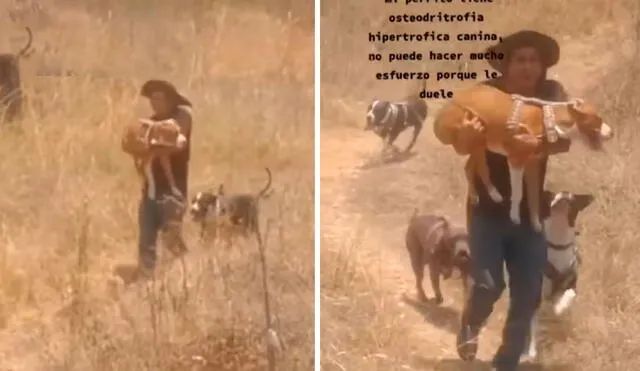 Un perrito detuvo su caminata a consecuencia de una enfermedad que le provocaba dolores. Por ello, su dueño quiso ayudarlo. Foto: captura de TikTok