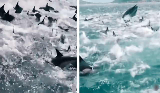 Los delfines nadaban despavoridos para evitar formar parte de la gran lista de animales comidos por la ballena. Foto: captura de Facebook