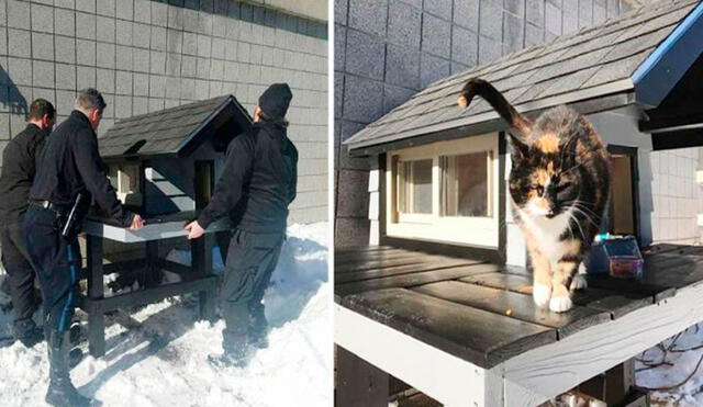 Un grupo de efectivos decidió sorprender a una gatita que pasaba tiempo con ellos y le dieron un nuevo hogar en el interior del cuartel. Foto: Departamento De Policía De Boston/ Facebook