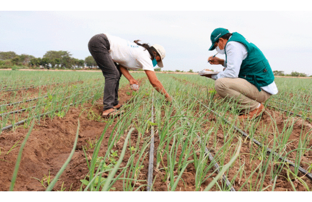 Los agricultores invierten en tecnología para afrontar los efectos de la sequía en sus cultivos. Foto: Junta de Usuarios del Valle Chancay Lambayeque