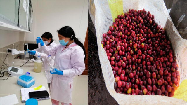 Investigadores de la Universidad de Amazonas buscan mejorar calidad del café. Foto: UNTRM