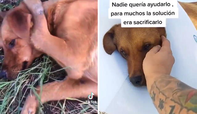 La historia del can y su recuperación se volvió viral en las redes sociales. Foto: captura de TikTok