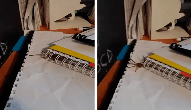 La joven quedó aterrada al descubrir a la araña cuando intentaba tomar su cuaderno. Foto: captura de YouTube/Caters Clips