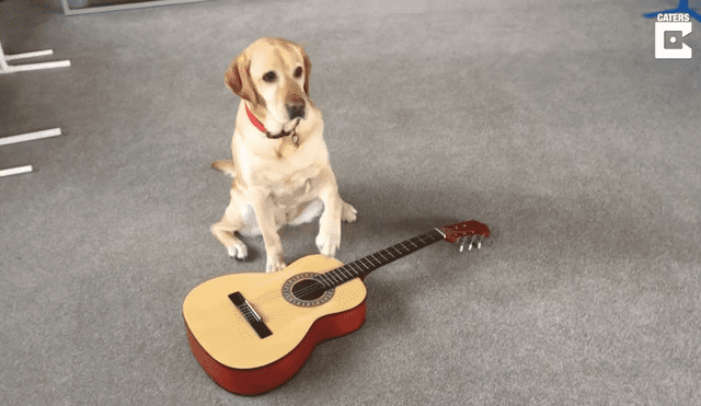 Lizzy ha estado aprendiendo a tocar varios instrumentos para ayudarla en su camino como perro de terapia. Foto: captura de YouTube