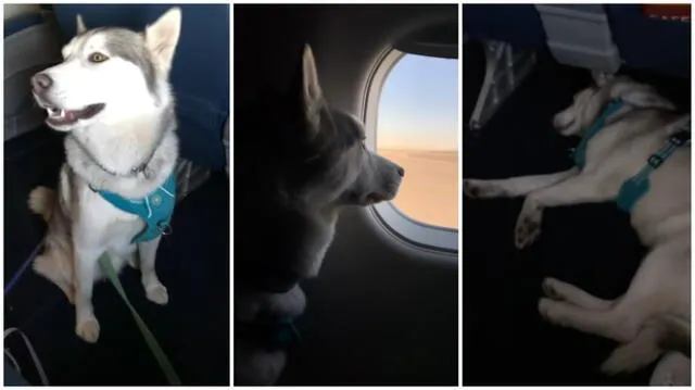 En el video, se puede apreciar al can durmiendo en la sala de abordaje y en el avión. Foto, captura de YouTube