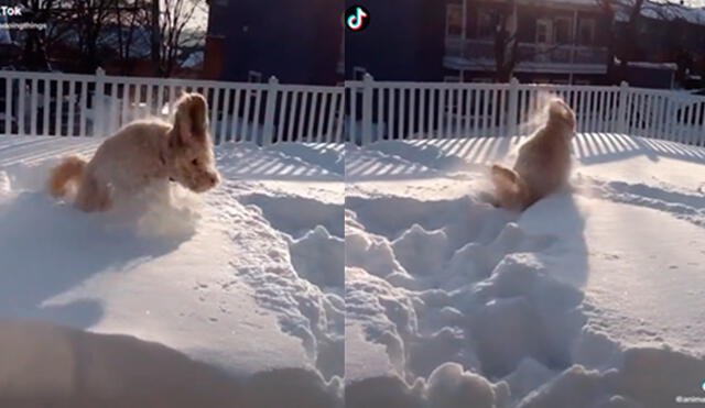 El poodle no dudó en jugar dentro de la nieve ante la presencia de sus dueños. Foto: captura de TikTok