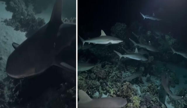Dos hombres estuvieron cerca de un grupo de tiburones cuando realizaron una expedición en las aguas de la Polinesia, en Francia. Foto: captura de YouTube