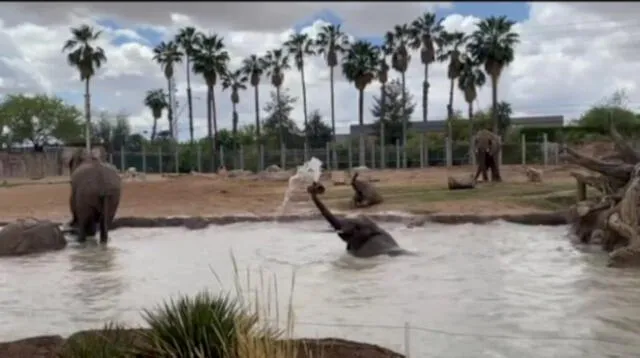 Al principio, los elefantes se paran justo en el borde de la piscina mojando sus patas. Foto: captura de YouTube