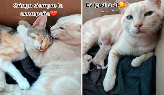 Una gatita iba a dar a luz a sus primeras crías y tuvo la compañía de su ‘pareja’ que le demostró su amor con varias caricias. Foto: captura de Facebook