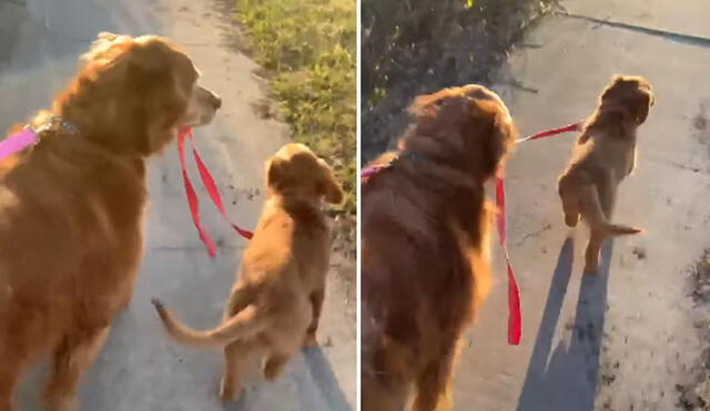 La 'alegría' del can por pasear a su 'hermanita' conmovió a miles en las redes sociales. Foto: captura de YouTube