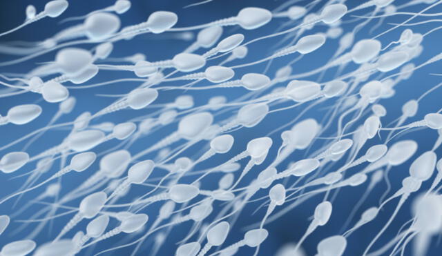 El descenso en el recuento de espermatozoides no implica infertilidad en los varones. Foto: EuropaPress