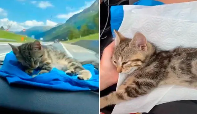 Una pareja encontró a un pequeño felino cuando viajaban por Italia, por lo que decidieron llevarlo a su hogar en Alemania. Foto: captura de Facebook