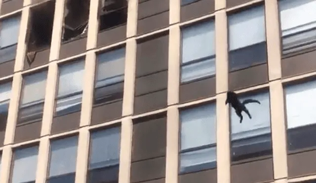 El gran salto desde el quinto piso dejó asombrados a miles ya que el gato salió ileso. Foto: captura de Facebook / Chicago Fire Media