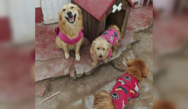 Más de 30 perros viven en refugio del Callao. Foto: Valeria Alegría