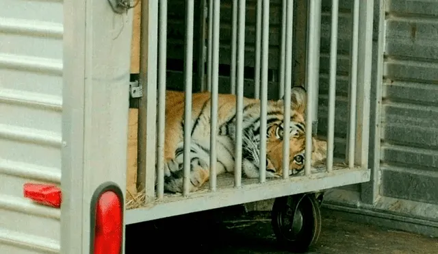 El tigre fue subido a un vehículo y conducido por un hombre cuyos abogados niegan que sea el dueño de India. Foto: AFP