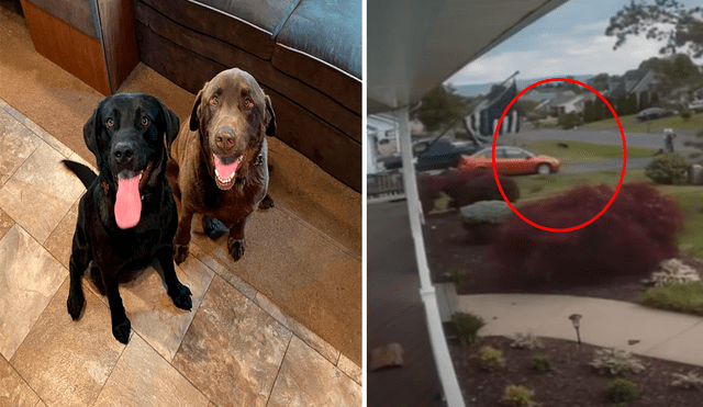 La enorme mascota fue sacudida y dio varias vueltas en el aire mientras salía a dar un paseo con su dueño. El video ha generado asombro y se ha vuelto viral en YouTube.