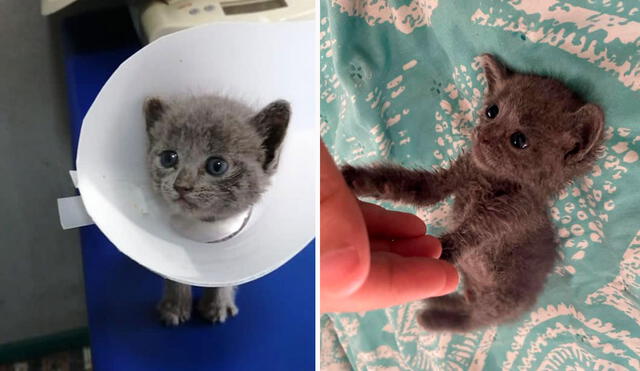 Un gatito recibió la ayuda de una joven tras hallarlo en el interior de una bolsa de basura en deplorables condiciones. Foto: Andrea Serendipia/ Facebook