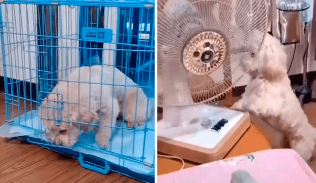 La gran inteligencia del perro para aprender el truco del ventilador dejó sorprendidos a miles de usuarios en redes sociales. Foto: captura de TikTok