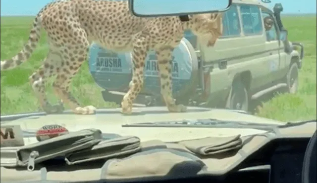 Los pasajeros iban de safari y vivieron un tenso momento. Foto: captura de YouTube