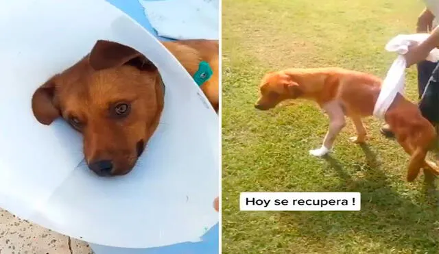 Una pareja encontró a un indefenso animal que había sido abandonado tras sufrir un accidente, por ello, lo llevaron a un veterinario y lo adoptaron. Foto: captura de YouTube