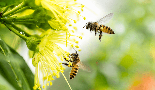 Las abejas son polinizadores que permiten la reproducción de muchas plantas, incluidos cultivos para la alimentación. Foto: difusión