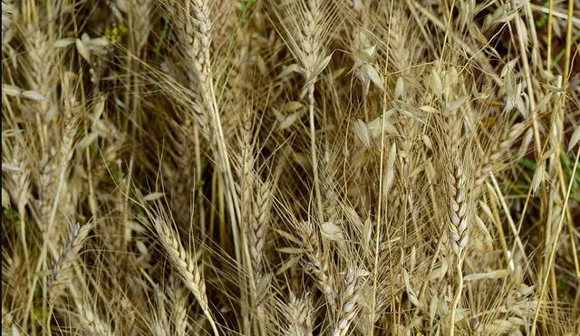 En el Perú, el consumo per cápita de trigo es de 43 kilogramos al año, estima el Ministerio de Agricultura. Foto: La República