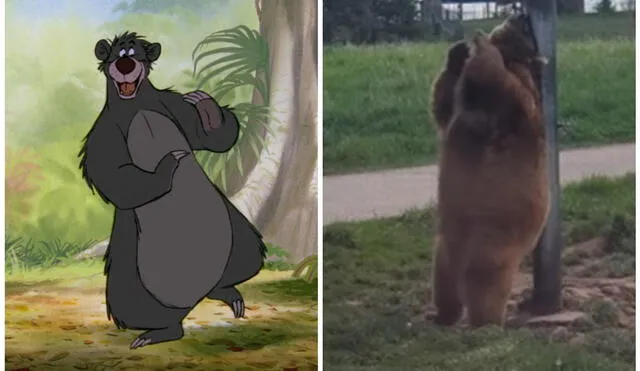 Los usuarios de redes sociales compararon al divertido oso con Baloo. Foto: captura de YouTube