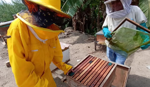 La Gerencia Regional de Agricultura brinda apoyo técnico a los apicultores. Foto: GRALL