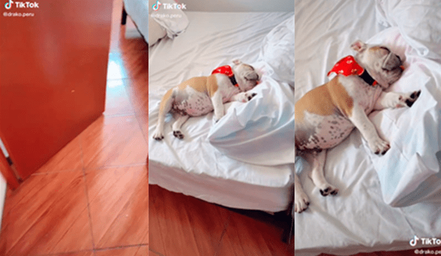 El canino fue sorprendido por su dueño mientras dormía plácidamente en una cama. Foto: captura de TikTok