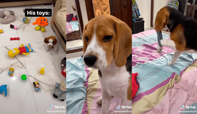 El can decidió ignorar los diversos juguetes para morder los calcetines de su dueña. Foto: captura de TikTok