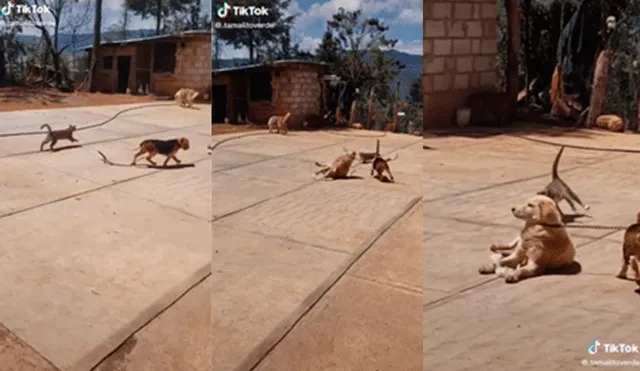 Ambos animales ocasionaron que un perro que se encontraba descansando sea parte de su juego. Foto: captura de TikTok