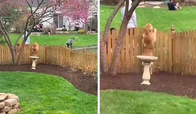 Un joven captó el preciso momento en que su mascota se apoyó en una cerca para llamar la atención de su vecino, con el propósito de que lo inviten a jugar. Foto: captura de Facebook