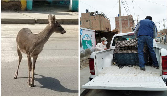 Serfor trasladó al venado de cola blanca a un zoológico para su custodia temporal. Foto: Serfor