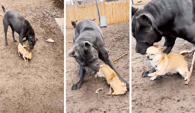 La pequeña chihuahua se enfrentó al enorme perro para defender la golosina que le entregó su dueña. Foto: captura de YouTube / Caters Clips
