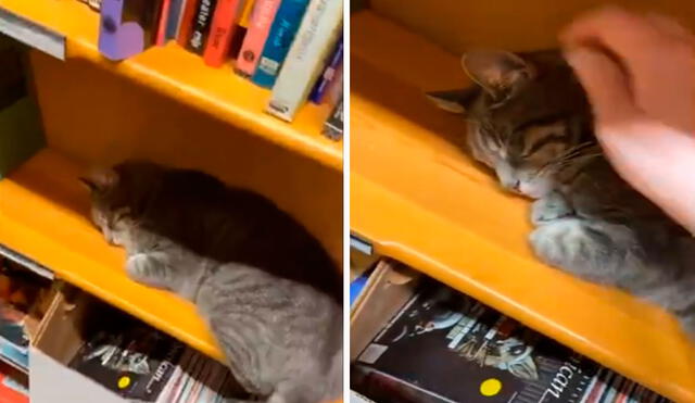 Una joven visitó una tienda para comprar unos libros; sin embargo, no imaginó que iba encontrar a un indefenso animal escondido entre los estantes. Foto: captura de TikTok