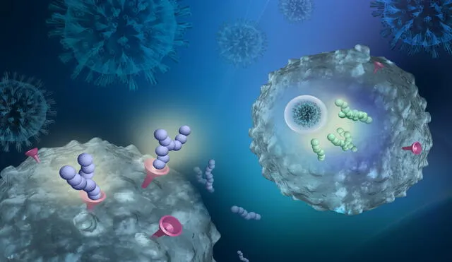 Ilustración con dos fármacos que atacan el SARS-CoV-2. Aumentan la capacidad del sistema inmune para reconocer el coronavirus. Foto: Madeleine Kersting Flynn - QIMR Berghofer