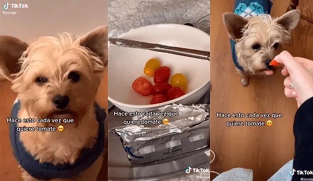 El canino cautivó a miles de cibernautas con inusual actitud para conseguir que su dueña le comparta de su comida. Foto: captura de TikTok