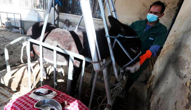 Williams Velasco, coordinador de la división de producción del Inlasa, realiza los pasos para obtener el plasma de un burro, que servirá contra la COVID-19. Foto: EFE/Vanguardia