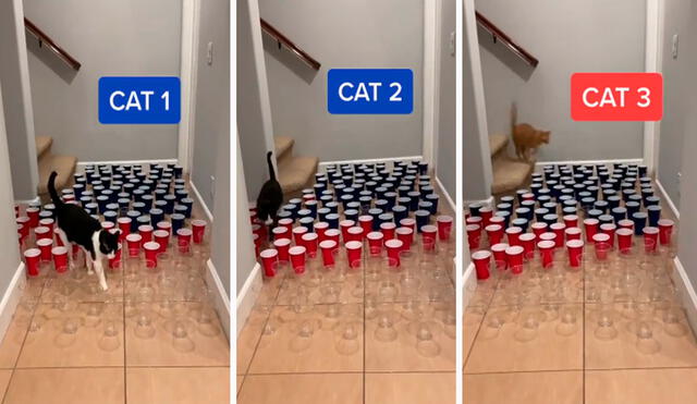 Un joven creó una competencia en su casa para conocer la destreza de sus tres gatos al colocar vasos en el suelo, los cuales no debían tocar ni botar. Foto: captura de Facebook