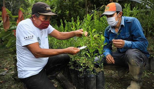 Devida reportó la recuperación de 4.141 hectáreas de suelos degradados por cultivos ilícitos mediante la reforestación con especies forestales. Foto: difusión