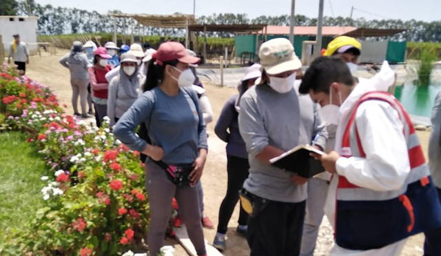 Inspectores verificaron condiciones laborales de trabajadores en agropexportadoras. Foto: Sunafil
