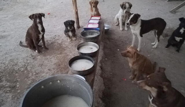 Tacna. Fondos recaudados servirán para mejorar la calidad de vida de canes rescatados. Foto: Ángeles de Cuatro Patas