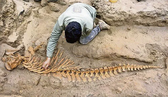 Fósiles. Hay muchas zonas paleontológicas en el sur del país. Foto: Andina