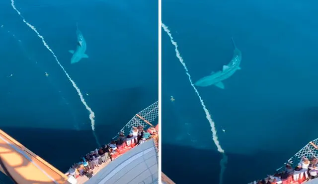 Un grupo de turistas grabó el preciso momento en que apareció un tiburón gigante durante un viaje que realizaron al océano Atlántico. Foto: captura de YouTube