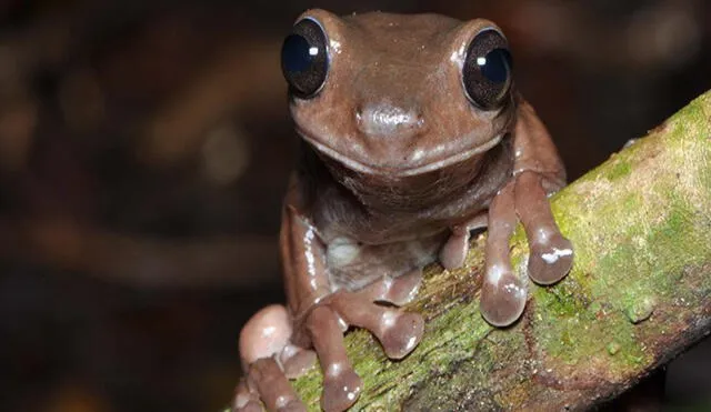 Los científicos están emocionados por el hallazgo de una especie de rana que predominaría en las tierras de Nueva Guinea. Foto: Steve Richards