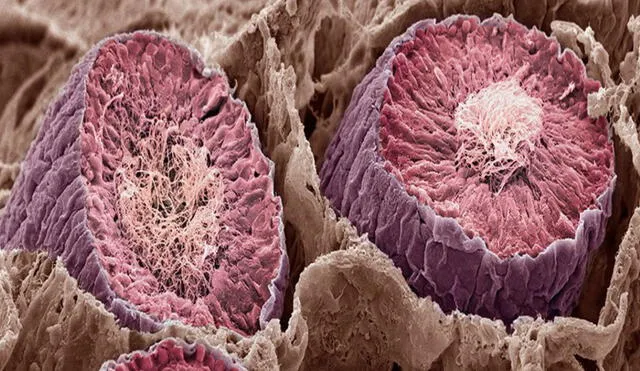 Túbulos de producción de esperma bajo un microscopio electrónico de barrido. Foto: Steve Gschmeissner/SPL