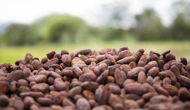 Se han aprobado 75 Planes de Negocio en la cadena productiva de cacao. Foto: Agroideas.
