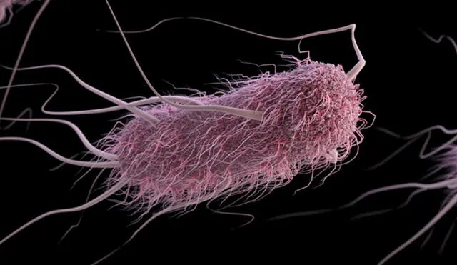 Bacteria Escherichia coli (E. colli) que el equipo modificó genéticamente. Foto: referencial/CDC