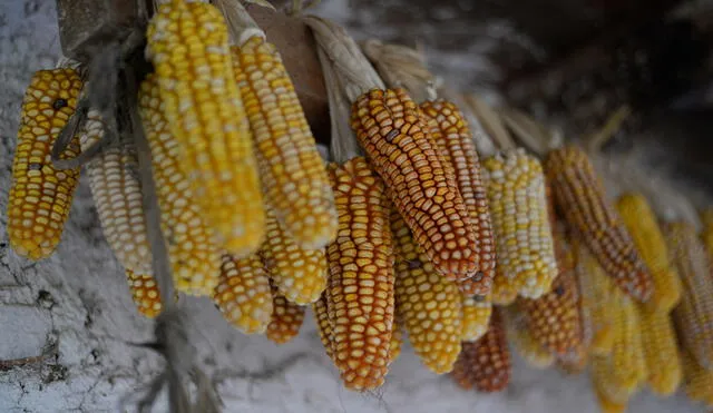 Los precios del maíz comenzaron a retroceder a finales de mayo, afirmó la FAO. Foto: AFP